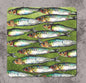 Sardine Coaster